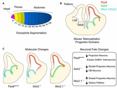 Maintenance of Positional Identity of Neural Progenitors in the Embryonic and Postnatal Telencephalon